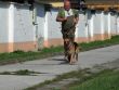 XII. Majstrovstvá vo výkone psovodov a služobných psov MO SR
